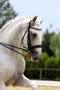 Head shot close up of a beautiful young sport horse during competition