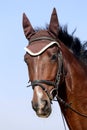 Head shot close up of a beautiful young sport horse during competition