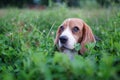 Head shot ,close-up on face a cute beagle dog lying on the grass field,shooting with a shallow depth of field Royalty Free Stock Photo
