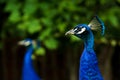 An head shot close up image of two blue male peacocks & x28;Pavo Cristatus