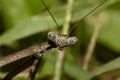 A head shot close up macro lens image of an adult Carolina mantis on a plant. Royalty Free Stock Photo