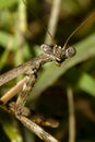 A head shot close up macro lens image of an adult Carolina mantis  on a plant. Royalty Free Stock Photo