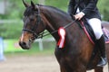 Head shot closeup of a beautiful award winner racehorse