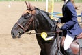 Head shot closeup of a beautiful award winner racehorse