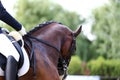 Head shot closeup of a dressage horse during competition event Royalty Free Stock Photo