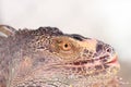 Head shot closeup of iguana in natural forest Royalty Free Stock Photo