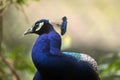 Head shot closeup image of one blue Peacock