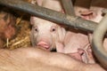 Head shot closeup of a newborn piglet Royalty Free Stock Photo