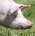 Head portrait of a pig on natural green background outdoors Royalty Free Stock Photo