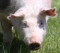 Head portrait of a pig on natural green background outdoors Royalty Free Stock Photo