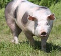 Head shot closeup photo of a beautiful young pig outdoors Royalty Free Stock Photo