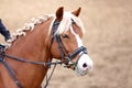Head shot closeup of a show jumper horse outdoors