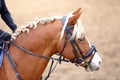 Head shot closeup of a show jumper horse outdoors