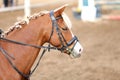 Head shot closeup of a show jumper horse