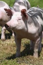 Head shot closeup of a young duroc pig on the meadow