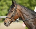 Head shot closeup of a young horse Royalty Free Stock Photo