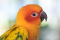 Head shot of colorful love bird on nature Royalty Free Stock Photo