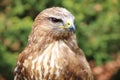 Head shot of a common buzzard buteo buteo Royalty Free Stock Photo