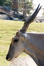 head shot of common eland (Taurotragus oryx), also known as the southern eland or eland antelope, is Royalty Free Stock Photo