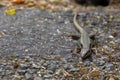 Head shot of a common wall lizard on a paved road with copy space, also called Podarcis muralis or mauereidechse