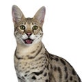 Cool young adult Savannah F1 cat, Isolated on white background