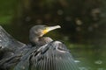 A head shot of a Cormorant, Phalacrocorax carbo, flapping its wings. Royalty Free Stock Photo