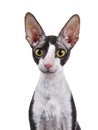 Head shot of Cornish Rex cat Royalty Free Stock Photo