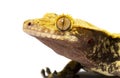 Head shot of a Crested gecko, Correlophus ciliatus