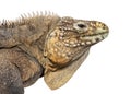 Head shot of a Cuban rock iguana, Cyclura nubila, isolated on white Royalty Free Stock Photo
