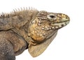 Head shot of a Cuban rock iguana, Cyclura nubila, isolated on white