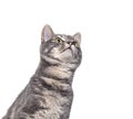 Head shot of a curious Grey tabby cat looking up to the copy space area, isolated on white