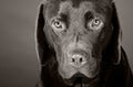 Head Shot of a Cute Labrador Puppy Royalty Free Stock Photo