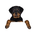 Cute Rottweiler dog puppy, Tail hanging down.
