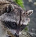 Head shot of cute Raccoon. Eye to eye with Raccoon Procyon lotor, also known as the North American raccoon Royalty Free Stock Photo