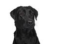 Deep black adult handsome dog, isolated on white background Royalty Free Stock Photo