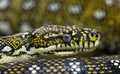 Head shot of a Diamond python, Morelia spilota spilota Royalty Free Stock Photo