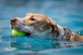 Head shot of dog swimming in water with yellow ball Royalty Free Stock Photo