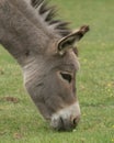 Head shot of cute young Irish donkey grazing in field of grass