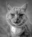 Head shot of an elderly distinguished male cat looking straight at the camera. Black and white.