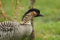 A head shot of an endangered Hawaiian Nene Goose, Branta sandvicensis, feeding on grass at Slimbridge wetland wildlife reserve.