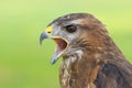 Head shot of a Eurasian Buzzard Buteo buteo Bird of Prey Royalty Free Stock Photo