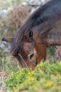 Exmoor pony Royalty Free Stock Photo