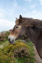 Exmoor pony Royalty Free Stock Photo