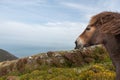 Exmoor pony Royalty Free Stock Photo