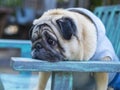 Head shot of Fat pug dog. Royalty Free Stock Photo