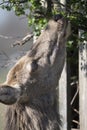 Head shot of deer eating leaves through the fence Royalty Free Stock Photo