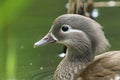 A head shot of a pretty female Mandarin Duck, Aix galericulata, swimming in a pond. Royalty Free Stock Photo