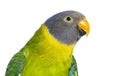 Head shot of a Female Plum-headed parakeet looking at the camera