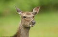 A head shot of a beautiful Sika Deer Cervus nippon feeding in a meadow at the edge of woodland. Royalty Free Stock Photo