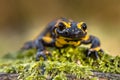 Head shot of Fire salamander newt in natural setting Royalty Free Stock Photo